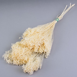 WHITE BLEACHED BROOM BLOOM DRIED BUNCH
