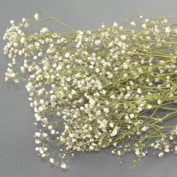WHITE NATURAL DRIED GYPSOPHILA BUNCH