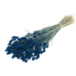 DARK BLUE PHALARIS (CANARY GRASS) 100g BUNCH
