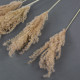 NATURAL FLUFFY REED GRASS BUNCH OF 10
