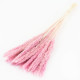 PINK PAMPAS SILVIE BUNCH OF 25 STEMS