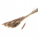 NATURAL REED GRASS 70G BUNCH